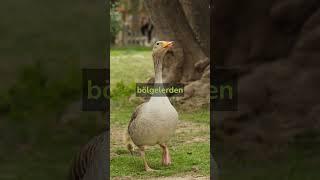 Hayvanlar hakkında ilginç bilgiler #hayvanlar #bilgi #zoo