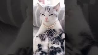  #cat #youtubeshorts #asmr #cutecat #shorts #short #kitty #katty #тикток #прикол #шортс #мем #кот