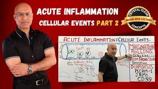 Acute Inflammation Cellular Events | Rolling | Selectins | Immunology | Part 2