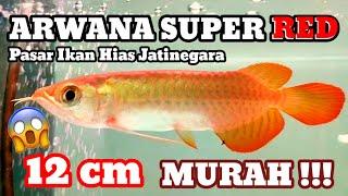 Murah‼️Harga Ikan Arwana Super Red di Pasar Ikan Hias Jatinegara | Buktikan Saja 