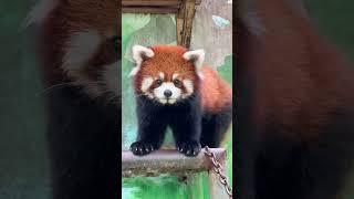 Chubby red panda, how cute!