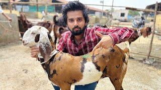 DEONAR BAKRA MANDI SATURDAY LATEST UPDATE 21 June 2025 | Take the goat of Gujri and show your grief