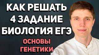 Как решать 4 задание ЕГЭ по биологии | Основы генетики