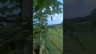 Camera tertutup daun #dronefpv