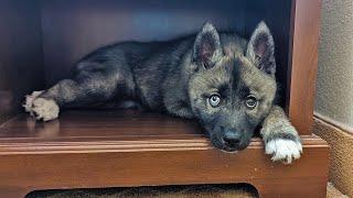 Going To Pick Up Our Husky Puppy!