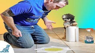 How To Stop Your Puppy From Peeing Indoors