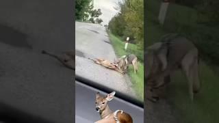 coyote draging young deer