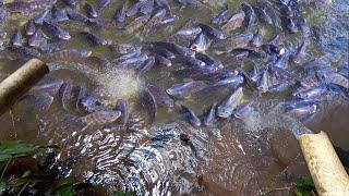 CARA PEMBESARAN BUDIDAYA IKAN NILA DI KOLAM TANAH