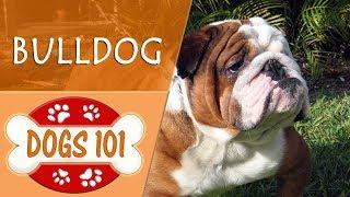 Dogs 101 - BULLDOG - Top Dog Facts About the BULLDOG