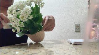 Ouse clean cleaning transparet flores