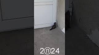 Відкривай кохана, я прийшов