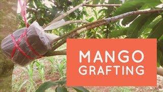 mango grafting methods ( attaching root stock)