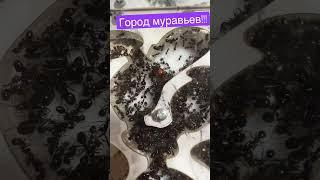 Муравьиная ферма!!! #zoo #zooanimals #экзотика #zoolife #reptil #муравьи #муравьидома #ферма #shorts