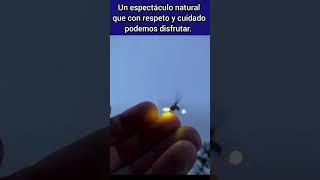 Un espectáculo de la naturaleza  #shorts #reels #viral #mx #luz #naturaleza #méxico #luciérnagas