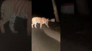 ANGRY TIGER ROAR | NIGHT ENCOUNTER |