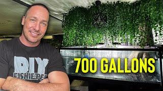 My COMPETITION aquarium entry EXPOSED - The king of DIY 700G PLANTED FISH TANK for the IAPLC