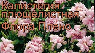 Калистегия плющелистная Флора Плено  Флора Плено обзор: как сажать, рассада калистегии Флора Плено