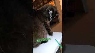 Love you! #chang #myfavorite #cats #catslover #leo #catfamily #catfunny #catslave
