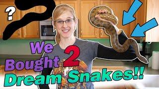 WE BOUGHT AN ANACONDA!!