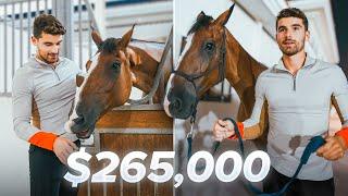 Why I Bought a $265,000 Horse