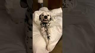 My name is Grey and I like to smile  #dalmation #dog #dogshorts