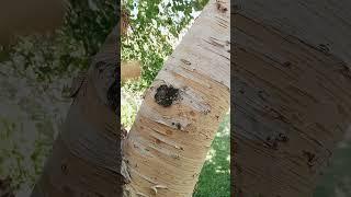 Precious tree of GilgitBaltistan.    Betula Utilis(scientific name) #birch (Urdu) Jonzi(Shina).