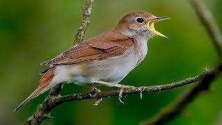 MUY DULCE LLUVIA, PÁJAROS Y MÚSICA RELAJANTE Alivia el Estrés y la Ansiedad Sueño Profundo ⏩10H