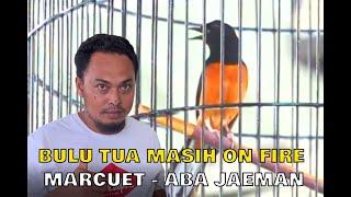 BULU TUA MASIH ON FIREMARCUET - ABA JAEMAN BOJONEGORO.