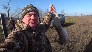 ОБЛАВА НА ЗАЙЦА от первого лица. Коллективная охота на зайца. Hare hunting first person.