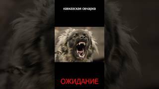 КАВКАЗСКАЯ овчарка: ОЖИДАНИЕ и РЕАЛЬНОСТЬ #animal #dog