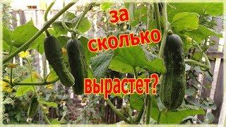 КАК БЫСТРО РАСТЕТ ОГУРЕЦ ДЕЛАЕМ ЗАМЕРЫ КАЖДЫЙ ДЕНЬ - HOW QUICKLY GROWING CUCUMBERS