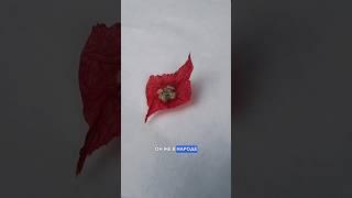 Пиротехнические чесночки #русскийфейерверк