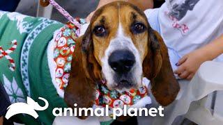 Dog Finds Forever Home in Time for Christmas | Pit Bulls & Parolees | Animal Planet