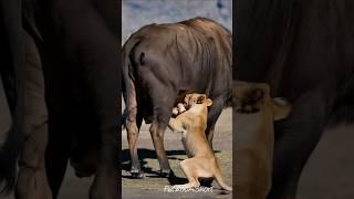  Lioness vs Buffalo #animals #animallife #wildanimals #wildlife #tiger #animals #wildanimals