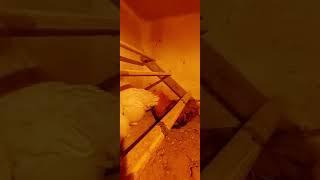 петух орпингтон с курами кохинхин