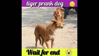 Tiger prank dog funny video#short #short #short