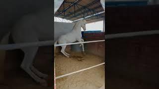 marwari horse