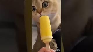 cute cat meow #short #cute