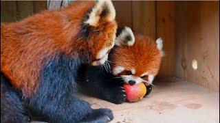 Red Panda fight over an apple #cute #redpanda