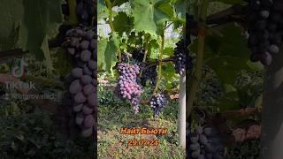 Виноград Найт Бьюти (Ночная красавица) #виноград #донецк