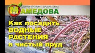 Как посадить ВОДНЫЕ РАСТЕНИЯ в Чистый Пруд