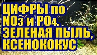 Сколько Нитрата и Фосфата в Аквариуме. Зеленый налет, Ксенококус. Месяц после Перезапуска