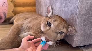 Puma Messi and his first toothbrush! Messi growled but let us brush his teeth