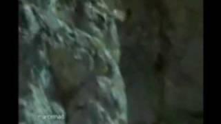 Golden Eagle domination video, Grey wolves being killed by eagles included. Enjoy.