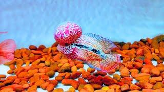 7 Most Beautiful Types of F2 King Kamfa Flowerhorn Fish