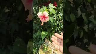 #रामनवमी#festival #blesse #lordrama#jaihanumaan@Rita's cooking and gardening@jaibajrangbali4616