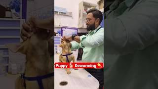 Puppy  Deworming  At Home #shorts #youtubeshorts #drrahulpetscare #Dog