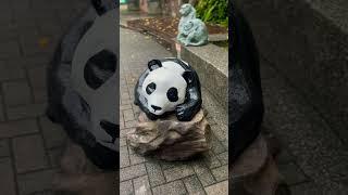 Tired panda #shortvideo #shorts #panda