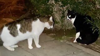 What Cats Do At Night | Vasil the cat against Kitler