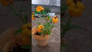 guess flower #gardening #explore #shorts